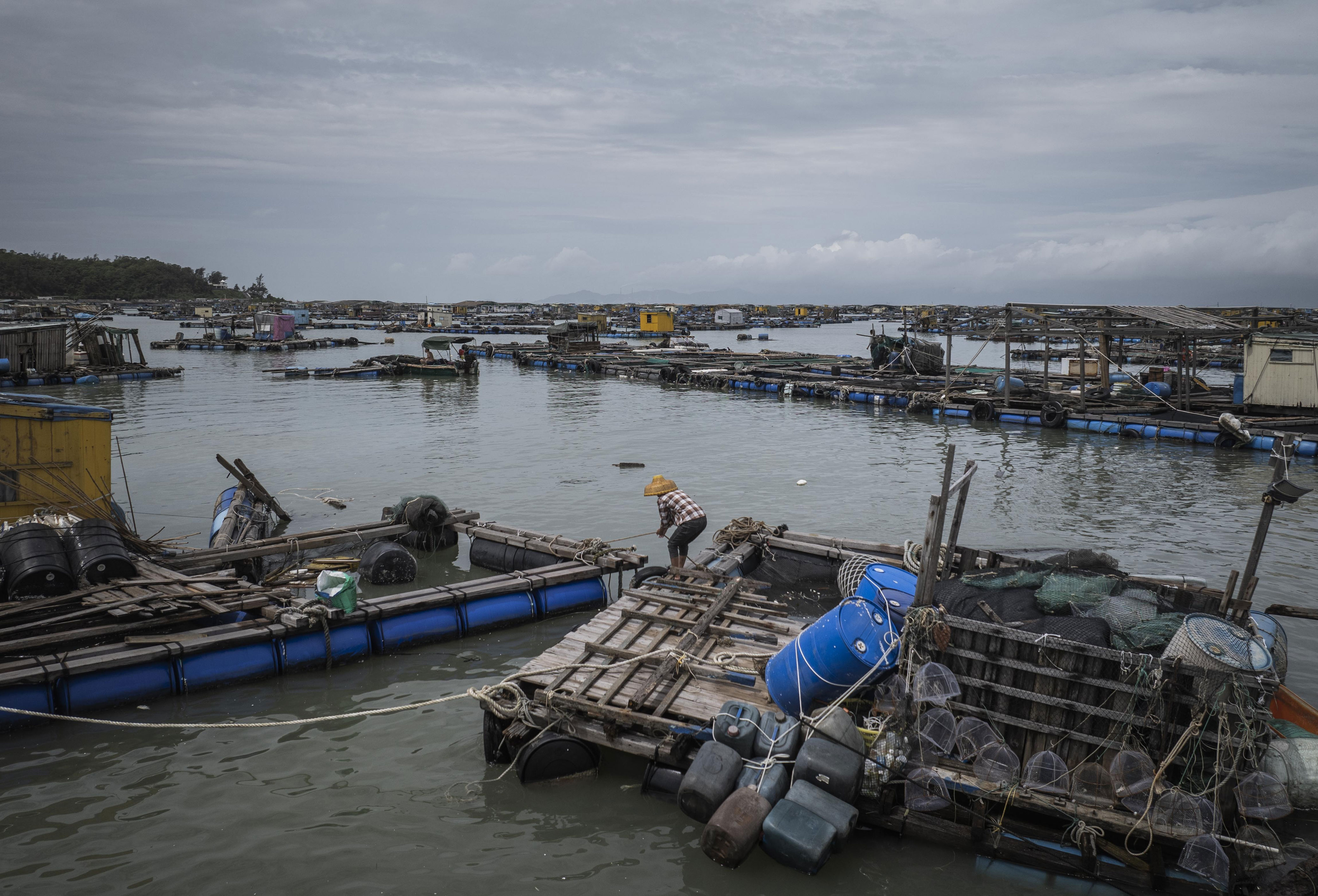 金头鲷, img, 台风过境前 金头鲷, img, 台风过境前